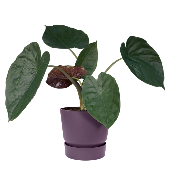 greenville round 16cm vintage plum